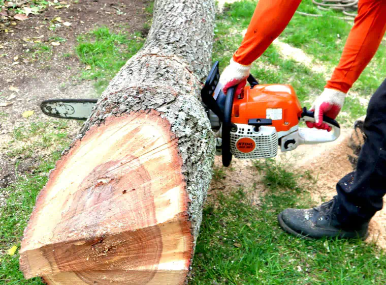 tree removal